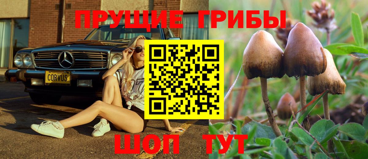 Галлюциногенные грибы Psilocybe Евпатория